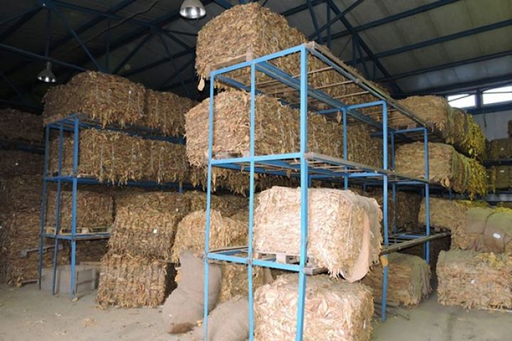 Bugünədək sahələrdən 6240,8 ton tütün yığılıb – OPERATİV MƏLUMAT