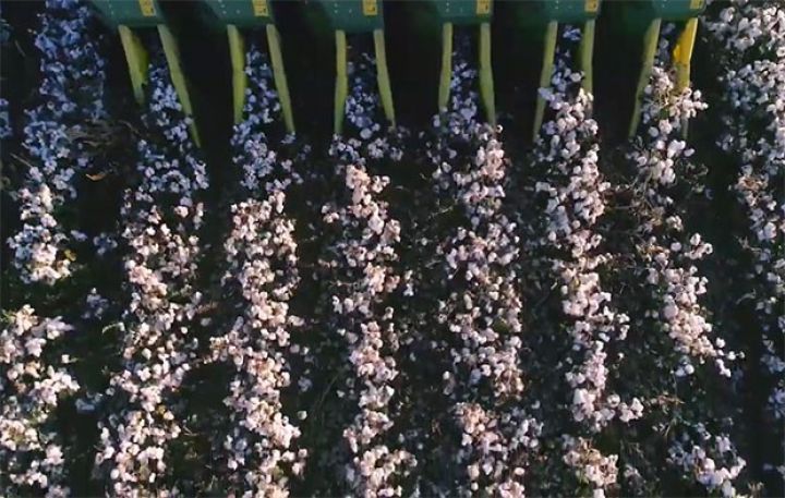 Pambıq yığımına dair operativ məlumat - 300 MİN TONA YAXINLAŞDI