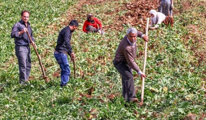 Aqrar sığorta ilə bağlı yeni qərar - İZAHI