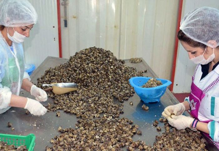 Azərbaycandan Avropa ölkələrinə ilbiz və qurbağa ayağı ixrac ediləcək