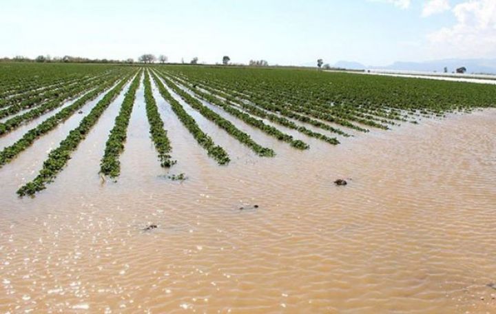 Aqrar sığorta üzrə təminat verilən risklərin tərkibi məlum oldu - QƏRAR