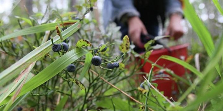 Azərbaycanda meşələrdən meyvə yığmaq qadağan edildi - CƏRİMƏLƏR