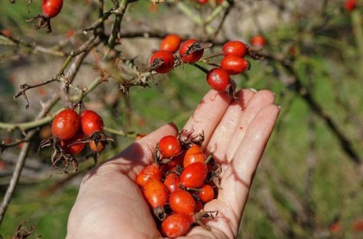 Ötən il Azərbaycan meşələrindən 60 ton meyvə, ağac və kol toxumları yığılıb
