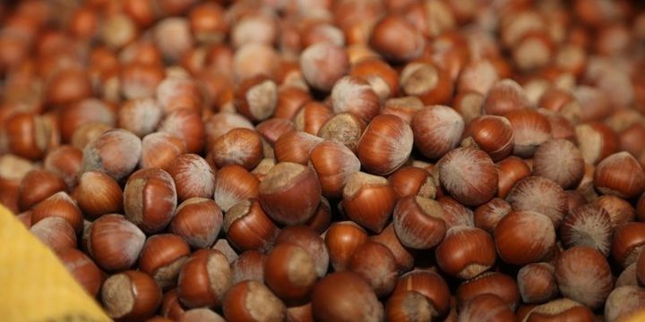 Bu rayon fındıqçılıqdan 18 milyon manat gəlir götürüb