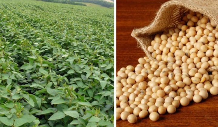 Taxılı biçib, soya əkib - hektardan 1 ton məhsul götürüb