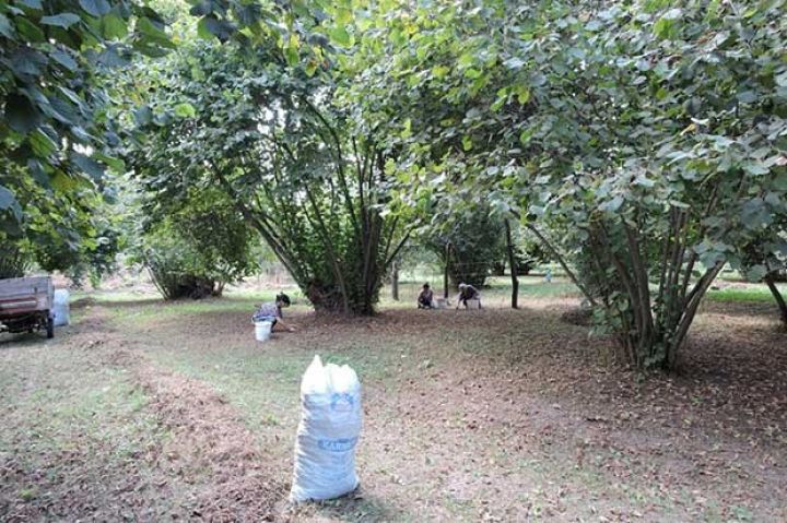 İş adamı min hektarda fındıq bağı salmaq istəyir - İNVESTOR AXTARIR