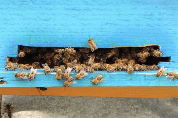 Beynəlxalq Arıçılıq Konfransı keçiriləcək - TARİX