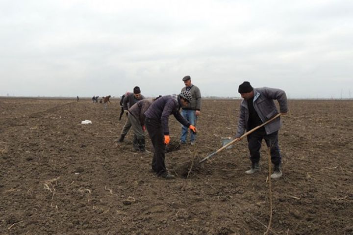 69 min hektara yaxın torpaq sahəsi icarəyə verilib