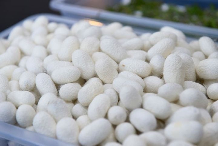 “Azəripək” 500 tona yaxın barama qəbul edib