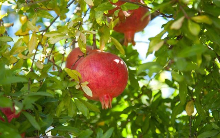 "Hektara 7 ton bizim üçün çox aşağı nəticədir"