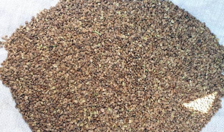 Azərbaycan Rusiyadan xaşa toxumu alıb  - FERMERLƏRƏ TƏKLİF OLUNUR