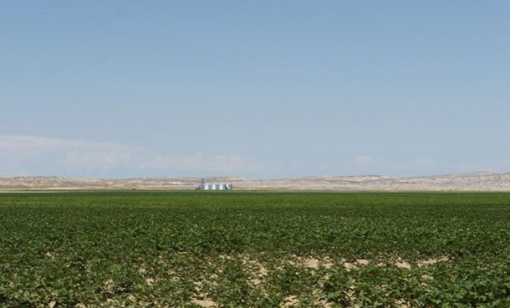 "Aqrar sahə sığorta standartlarına cavab vermir, çox riskli sahədir" 