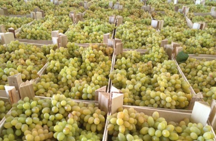Üzüm istehsalı 50 faiz artıb