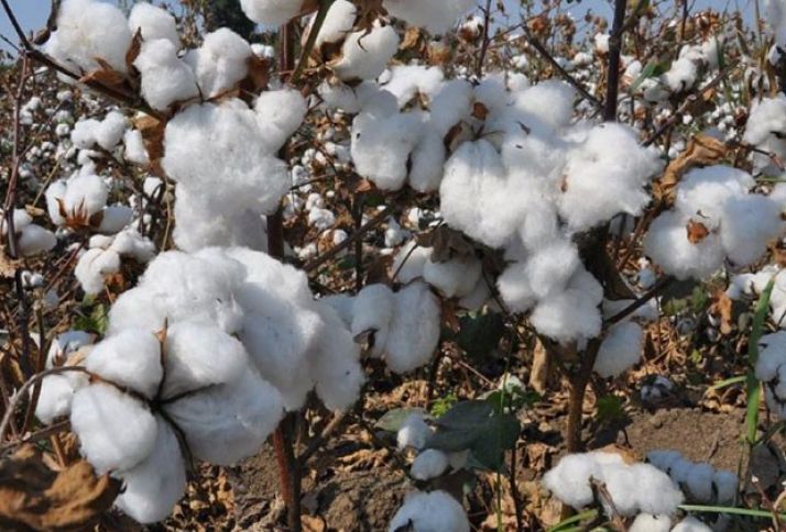 Pambıq yığımına dair operativ məlumat