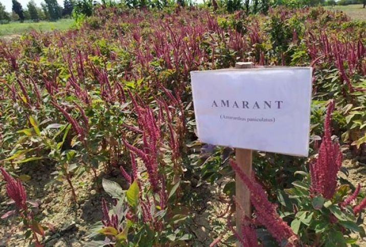 Heyvandarlıq təsərrüfatlarında böyük maraq var - ƏKİNİ ARTIRILACAQ