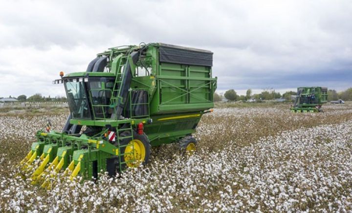 Azərbaycanda kombaynlar ilə kütləvi pambıq yığımına başlanıldı