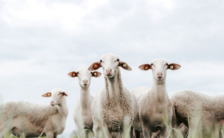 3,5 ay ərzində 30-35 kiloqram ət verir - AZƏRBAYCANA GƏTİRİLİB