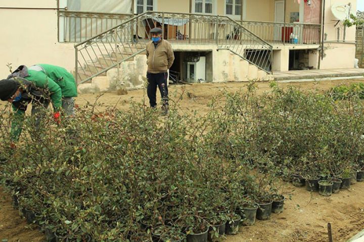 Aylıq vəsait qarşılığında bitkilərə qulluq -  YENİ LAYİHƏ