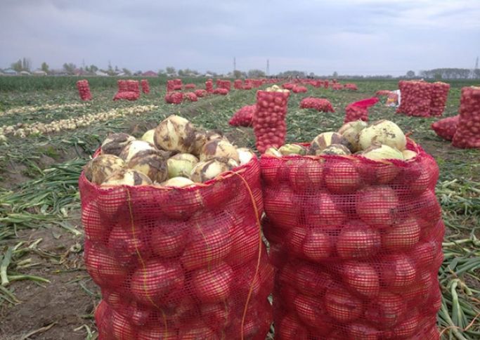 İxracı azalıb, restoran və şadlıq evləri almır - QİYMƏT AŞAĞIDIR