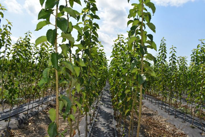 İllik ehtiyac  5 milyon ədəddir, böyük hissəsi xaricdən gətirilir