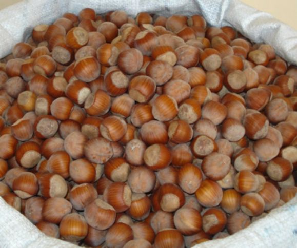 Bu il Zaqatalada 15 min tondan çox fındıq istehsal olunub