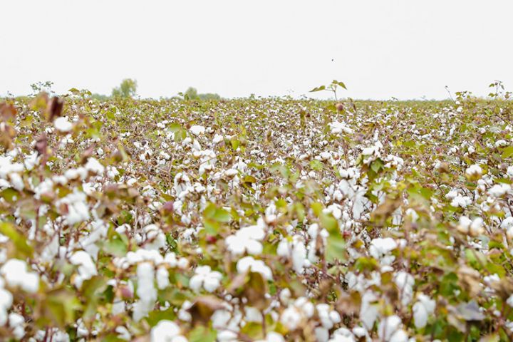 Xam pambığın satınalma qiyməti fermerləri qane etmir