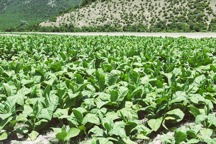 Bugünədək sahələrdən 6065 ton tütün yığılıb – OPERATİV MƏLUMAT