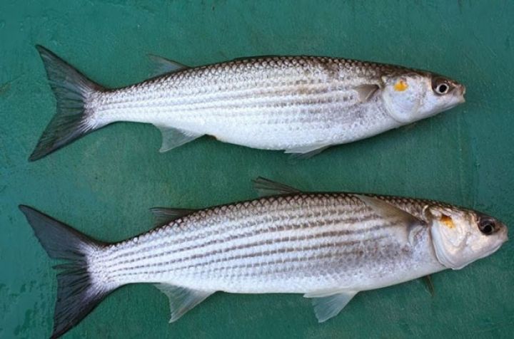 Azərbaycanın 2 balıq şirkəti bölünür