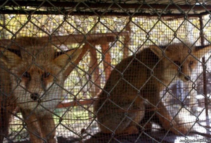 Vəhşi heyvanlar saxlayan restoran və istirahət mərkəzlərinə xəbərdarlıq edildi