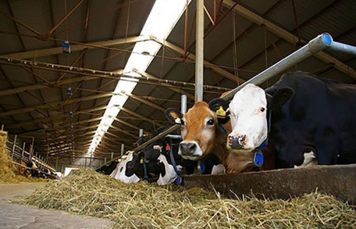 7 min hektarda aqropark yaradılır, fermalar, quşçuluq fabriki tikiləcək