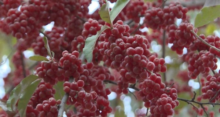 Azərbaycanda ilk dəfə  Göyçayda yetişdirilib