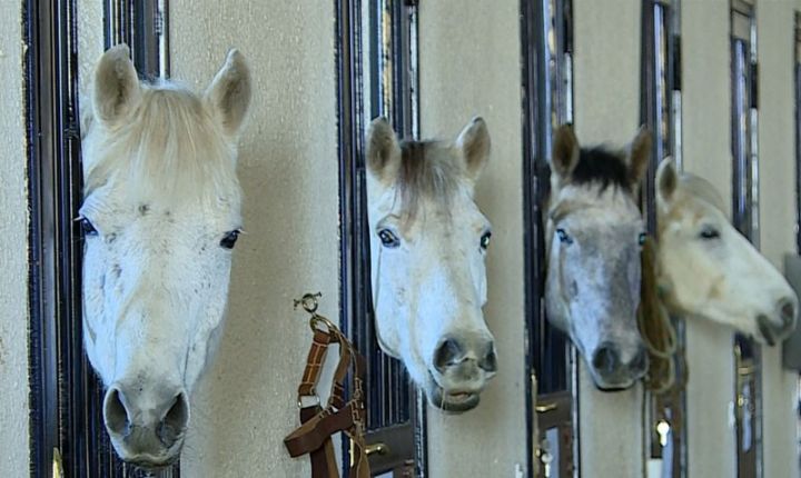 "Cins atlar beynəlxalq sərgilərə və yarışlara çıxarılacaq"