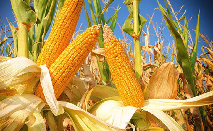 Ölkədə 100 min hektaradək ərazidə təkrar qarğıdalı əkini aparıla bilər