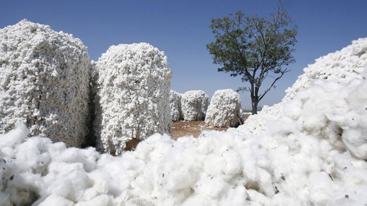 Azərbaycandan pambıq lifi və  ipliyinin ixracı artıb