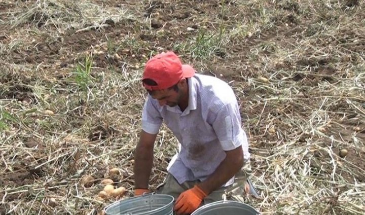 Kartofa xəstəlik düşüb, fermerlər məhsulunu dəyər-dəyməzinə satır