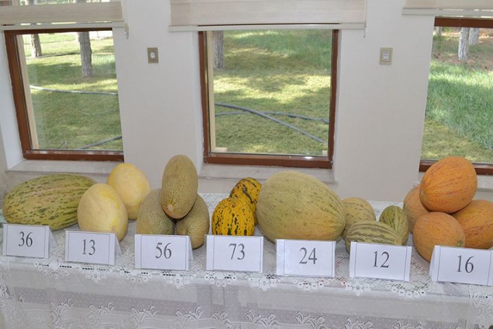 Azərbaycan alimləri daha məhsuldar və dadlı yemiş sortları yaradıb