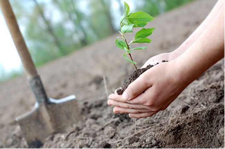 Azərbaycanın iri bankının adından Türkiyədə 5000-dən çox ağac əkiləcək