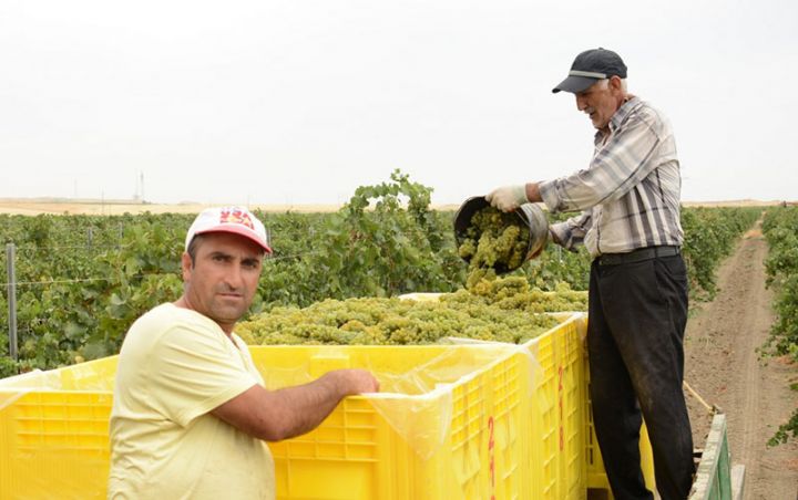 "Hər hektardan 7 tona kimi məhsul əldə edirik"