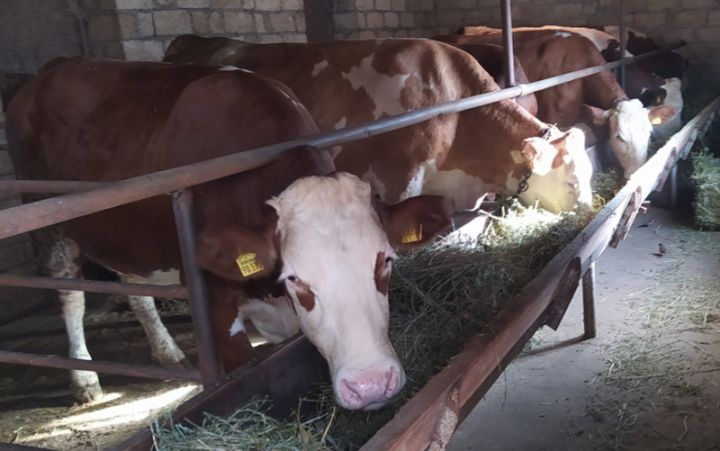 Tovuzlu fermerə bir inəyə görə 5360 manat sığorta haqqı ödənildi