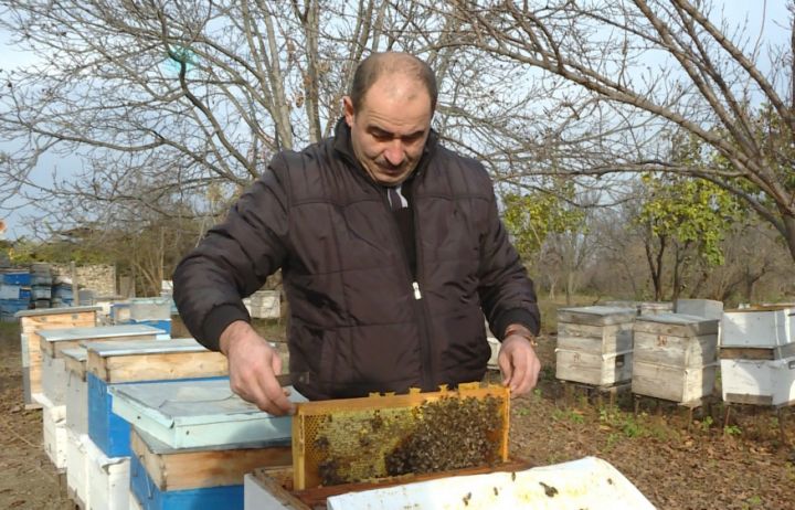 Arı xəstəliklərinin əksəriyyəti ya gənələrdən, ya da nəmlikdən yaranır