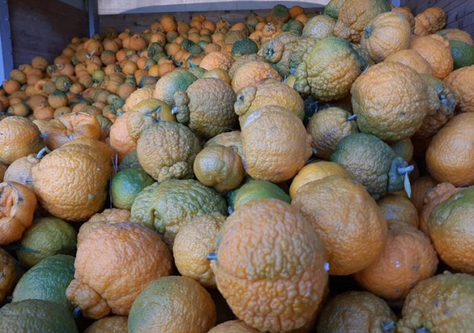 Naringi, portağal qurtardıqdan sonra yetişir  - Lənkəranda yığımı davam edir