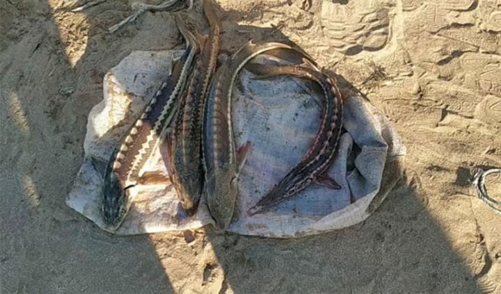 Körpə nərə balıqları qanunsuz ovlayan şəxslər saxlanılıb - VİDEO