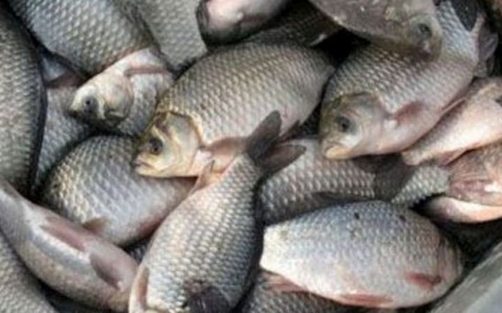 Azərbaycanda balıq ovu 1 %-dən çox artırıb