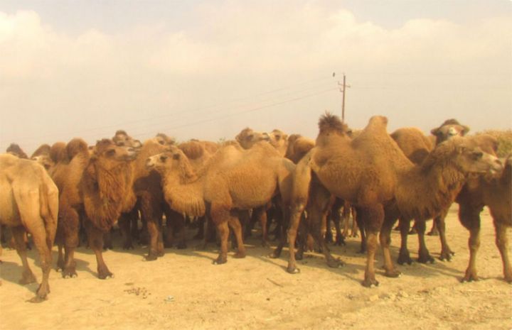 Azərbaycan şirkəti  dəvəçilik təsərrüfatını genişləndirir - 0,8 MİLYON MANATLIQ LAYİHƏ