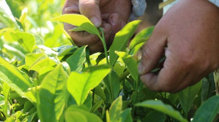 Azərbaycanda çay plantasıyalarının güzəştli sığortası başlayıb – ŞƏRTLƏR, MƏBLƏĞLƏR, MİSALLAR