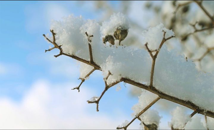 Əkin sahələrinin aqrar sığortasına həsr olunmuş - VİDEOÇARX HAZIRLANIB