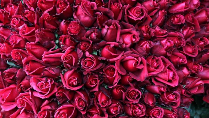 Naxçıvanda qızılgül əkini sahələri genişləndiriləcək