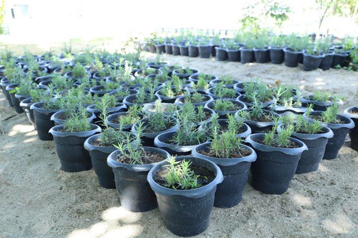 Ailələrə 10 mindən çox bibəriyyə bitkisi verilib - AYLIQ PUL ALIB QULLUQ EDƏCƏKLƏR