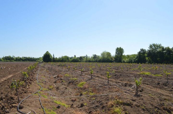 “İMANNA” şirkəti yeni sitrus bağı salır