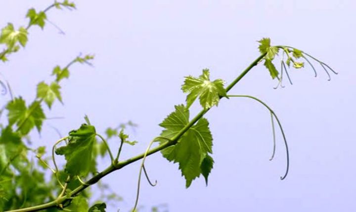 Şənbə günü 29 dərəcə isti olacaq